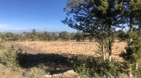 Nice 22.000m2 land between San Agustin and San Antonio