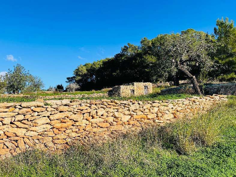 Sunny plot with building licence in Santa Gertrudis for sale