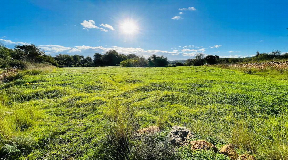 Sunny plot with building licence in Santa Gertrudis for sale