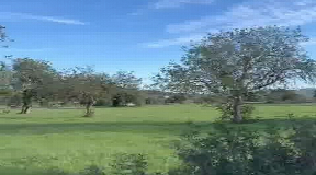Wonderful plot for sale in Santa Gertrudis with 22.000 m2 for sale