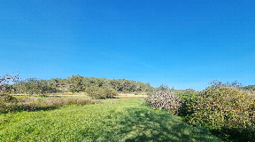 Two building plots for sale in prime location in Santa Gertrudis