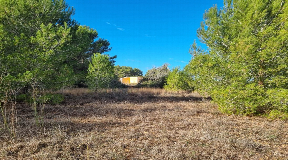 THREE building plots in Santa Gertrudis for sale